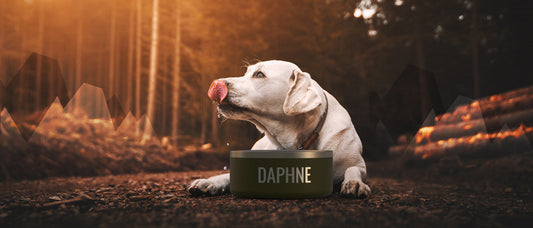Keeping Dogs Safe and Happy in the Great Outdoors