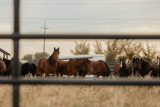 The Best Cowhide Cooler for Summer Rodeo Season