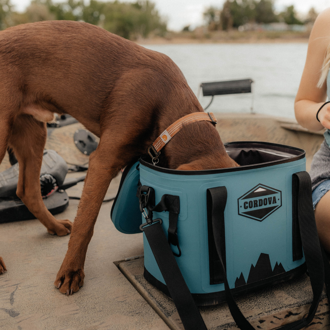 A dog drinking ice water from a Yonder Blue Cordova Daypack Insulated Cooler Bag [Scree] [Yonder]