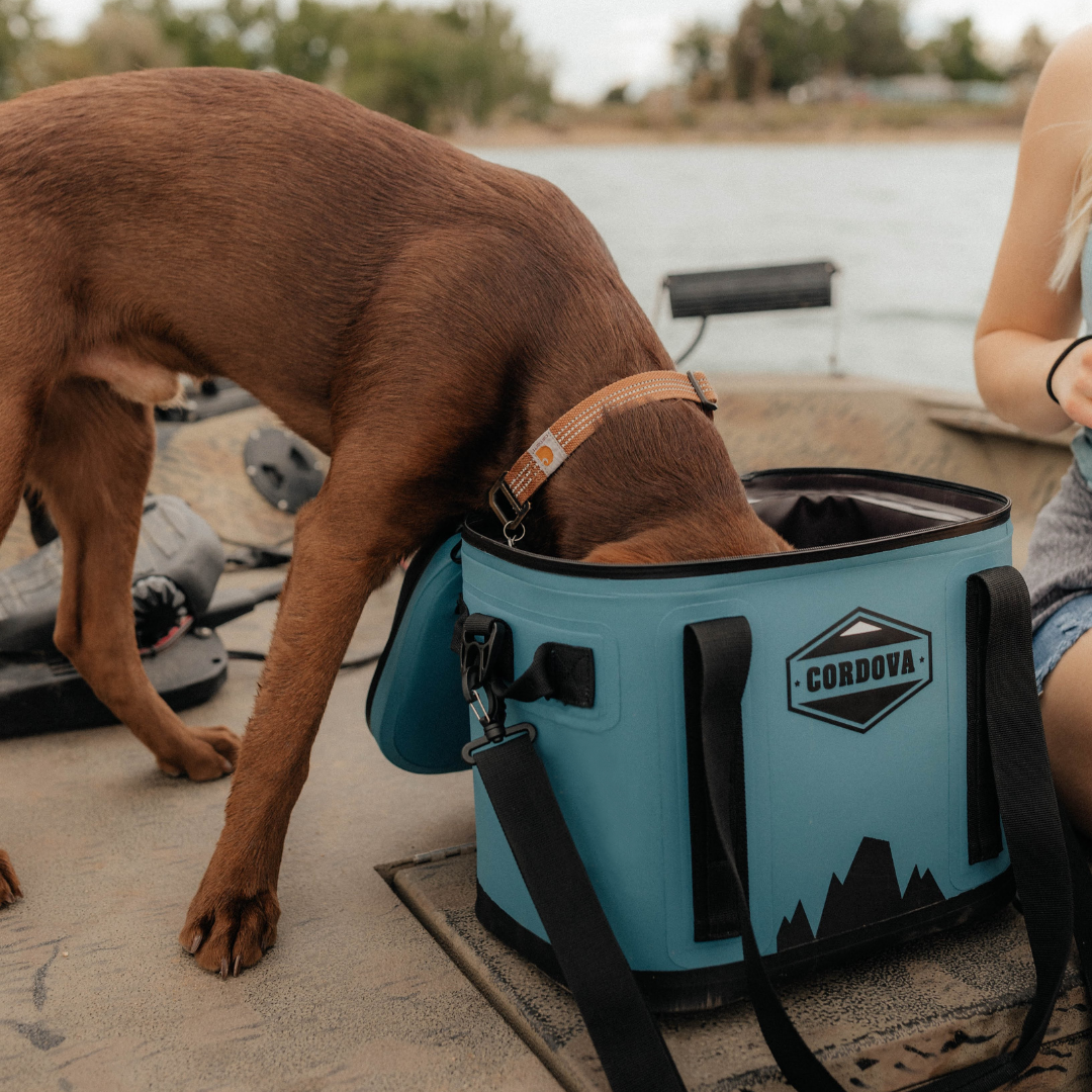 A dog drinking ice water from a Yonder Blue Cordova Daypack Insulated Cooler Bag [Scree] [Yonder]